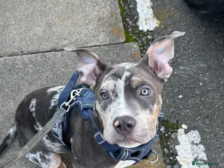 American Bully dogs Pocket bully for sale - Advert 2