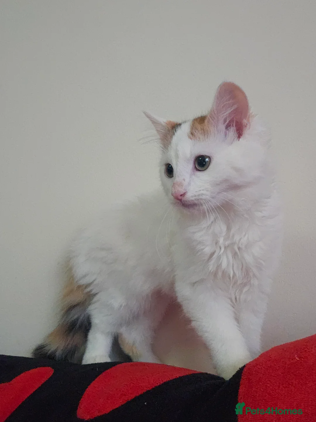 Mixed Breed cats for sale: ​🐾 Precious Bottle-Fed & Hand-Raised Kittens ❣️ - Advert 16