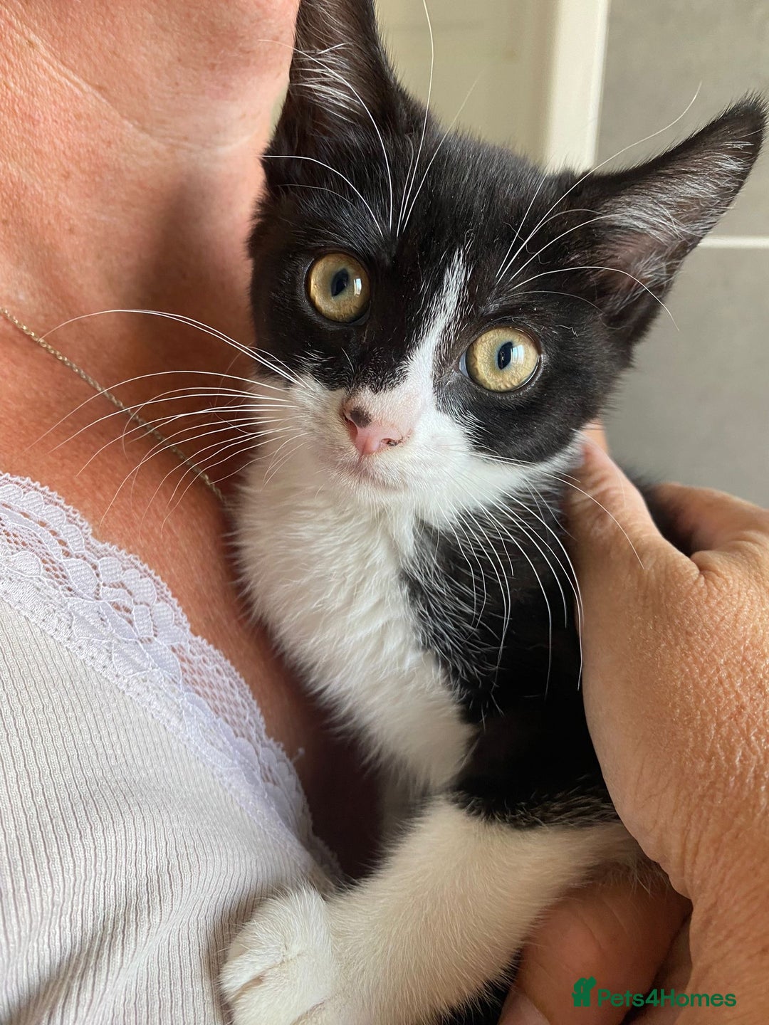 Domestic Shorthair cats for sale: Loving little boy ready for new home  - Image 1