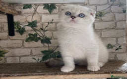Munchkin cats for sale: Full pedigree munchkin kitten  - Image 6