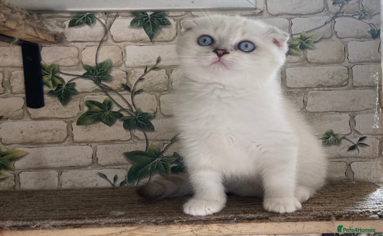 Munchkin cats - Advert 5