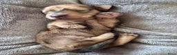 Dachshund dogs for sale: 🐾 Beautiful Long-Haired Dachshund Puppies 🐾 - Advert 3
