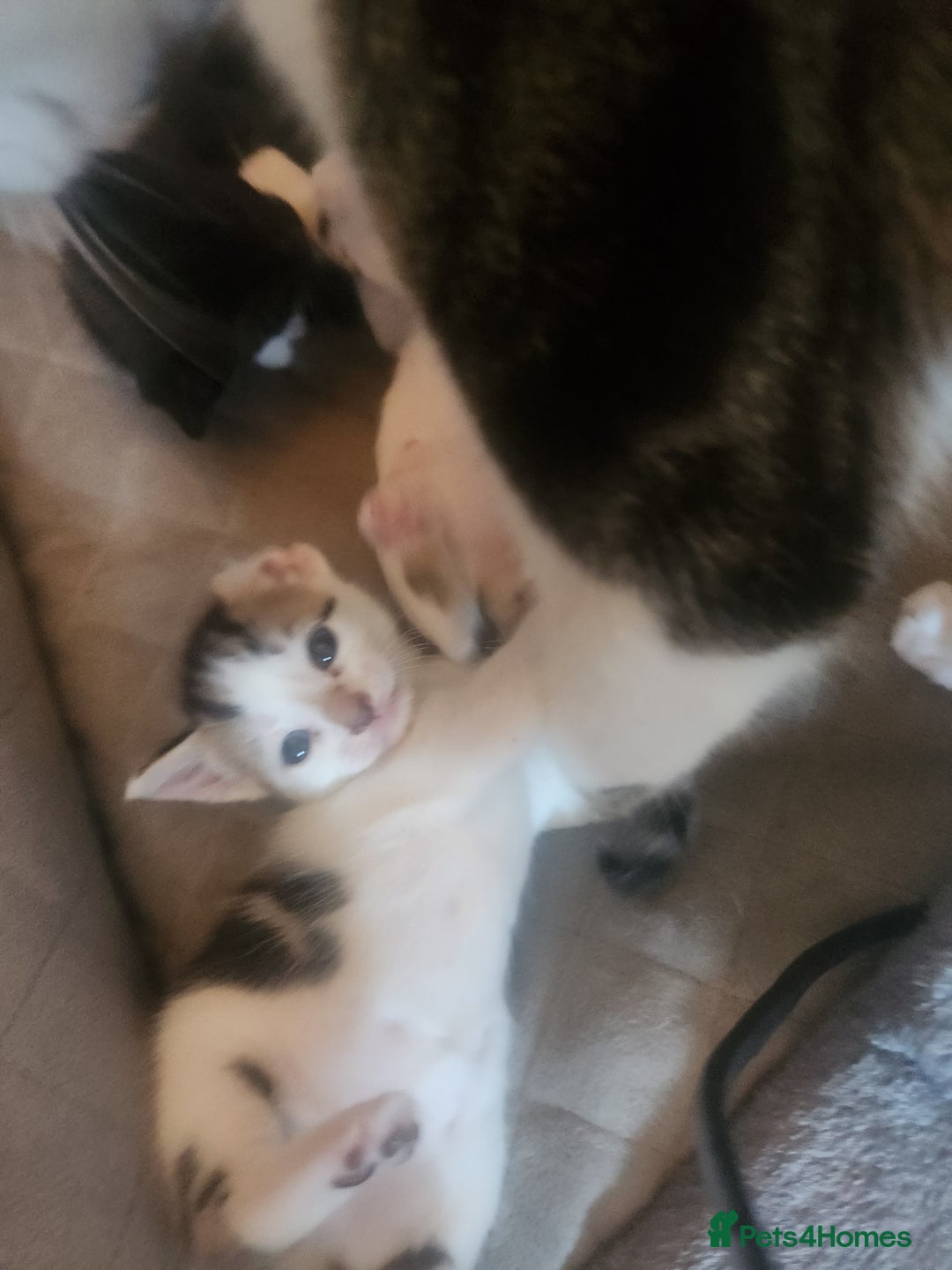 Mixed Breed cats for sale: Beautiful baby's looking for their forever homes  - Image 10