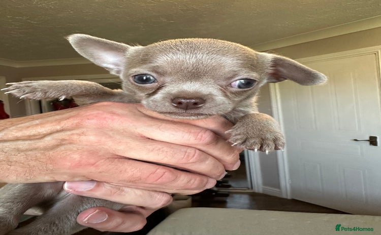 Chihuahua dogs - Advert 8