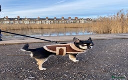 Chihuahua dogs for sale: Free to a lovely home. Loving Chihuahua - Image 3