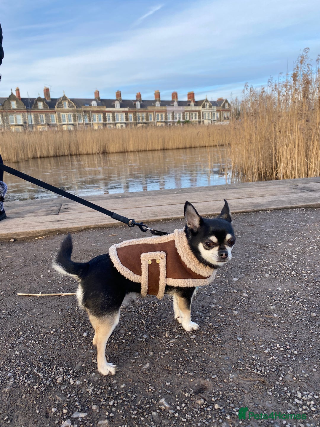 Chihuahua dogs for sale: Free to a lovely home. Loving Chihuahua - Image 3