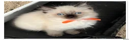 Ragdoll cats for sale: 6 cute pure breed Ragdoll kittens 2 boys 4 girls  - Advert 33