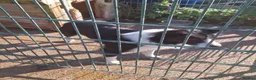 Border Collie dogs for sale: Young working Collie - Advert 2