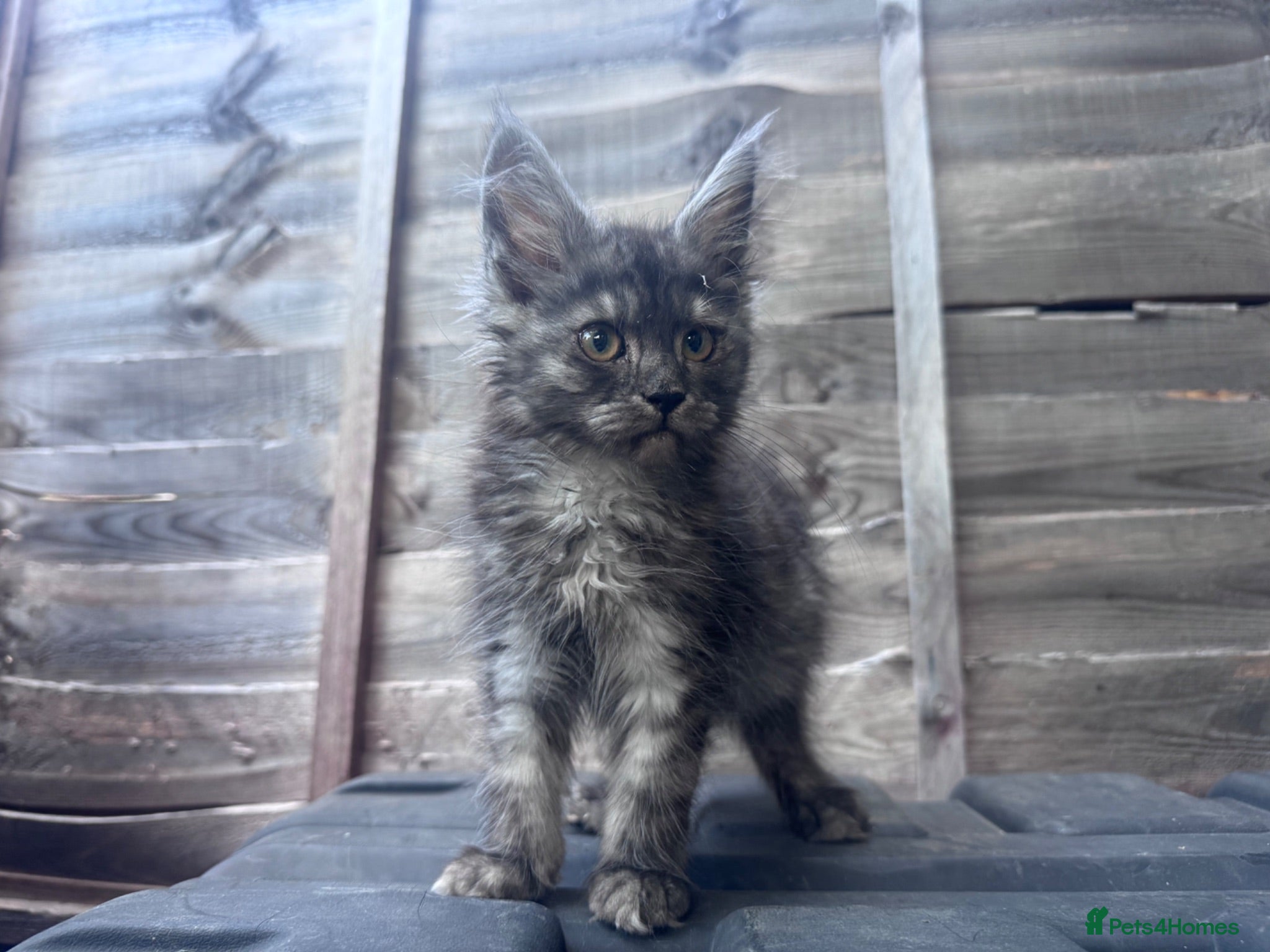 Maine Coon cats Maine coon kittens  - Advert 12