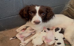 English Springer Spaniel dogs for sale: ✨ Working English Springer Spaniel Puppies ✨ - Image 24