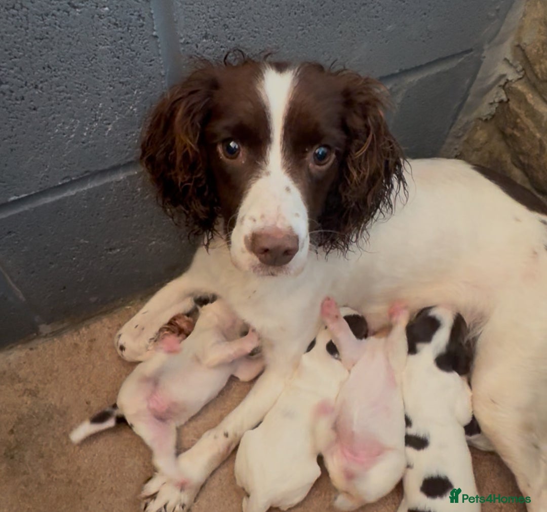English Springer Spaniel dogs for sale: ✨ Working English Springer Spaniel Puppies ✨ - Image 24