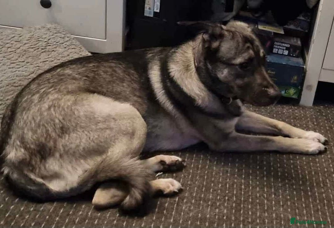Mixed Breed dogs for adoption: Meet Fagan, currently residing in Wales - Image 2