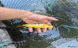 Koi Carp fish for sale: Koi/Carp/Goldfish available  - Image 6