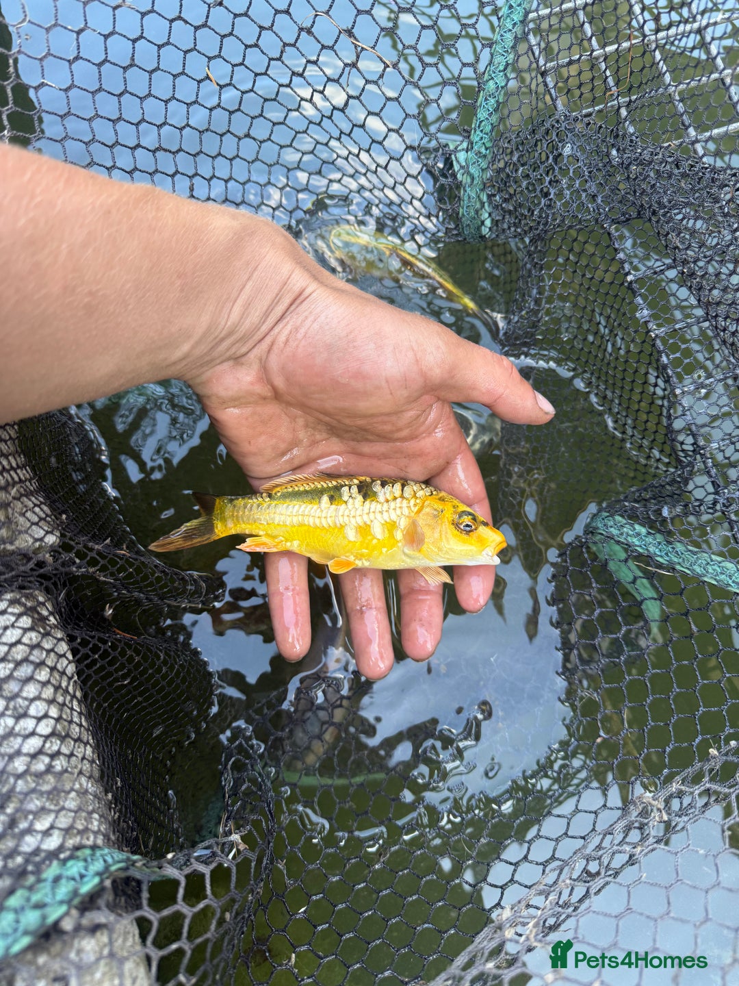 Koi Carp fish for sale: Koi/Carp/Goldfish available  - Image 6