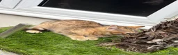 Mixed Breed cats for sale: Half bengal kittens  - Advert 6