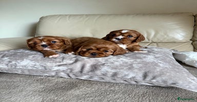 Cavalier King Charles Spaniel dogs - Advert 14