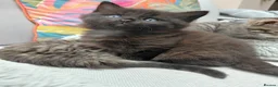 Maine Coon cats for sale: Half Main coon kittens  - Advert 7