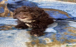 Labradoodle dogs for sale: miniature labradoodle puppies - Image 11
