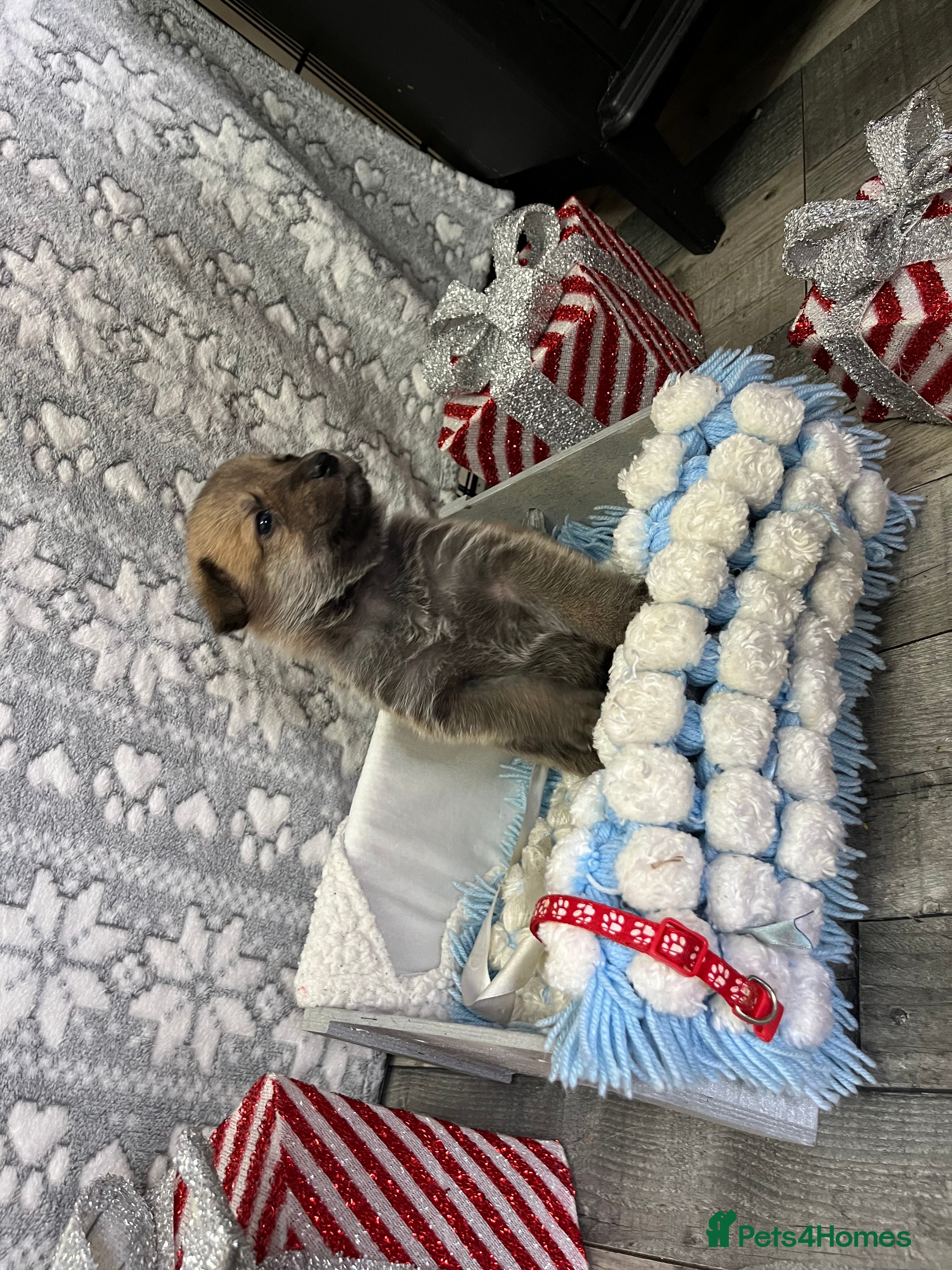 Mixed Breed dogs 9 belgian malinois mix cross German shepherd  - Advert 10