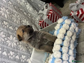 Mixed Breed dogs 9 belgian malinois mix cross German shepherd - Advert 4