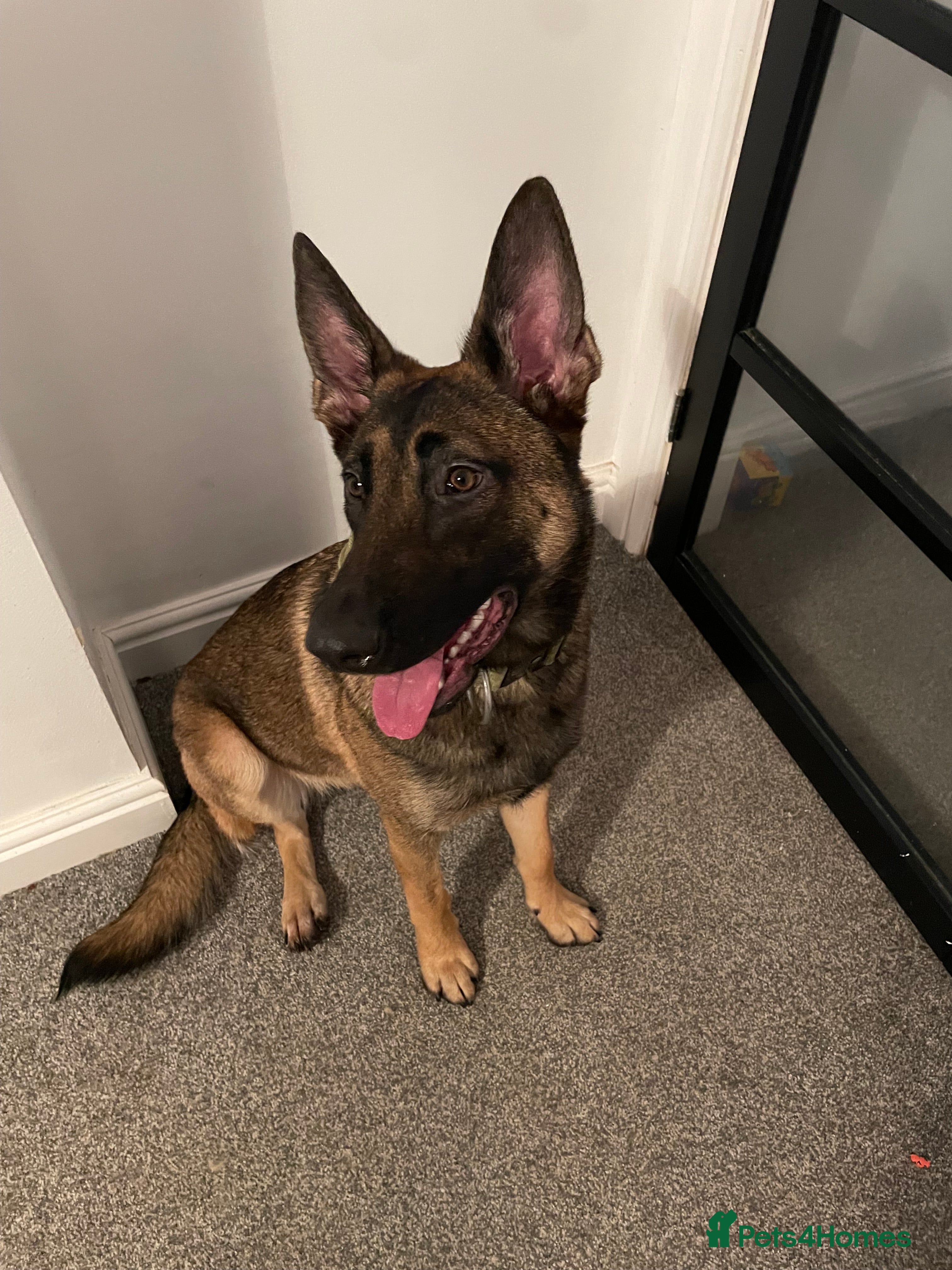 Belgian Shepherd Dog dogs Belgian Shepherd Malinois Pup Female  - Advert 4