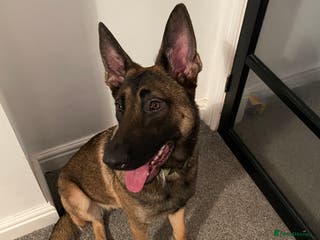 Belgian Shepherd Dog dogs Belgian Shepherd Malinois Pup Female - Advert 18