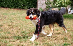 Australian Shepherd dogs for sale: Black Tri Aussie Boy in Abingdon - Image 5