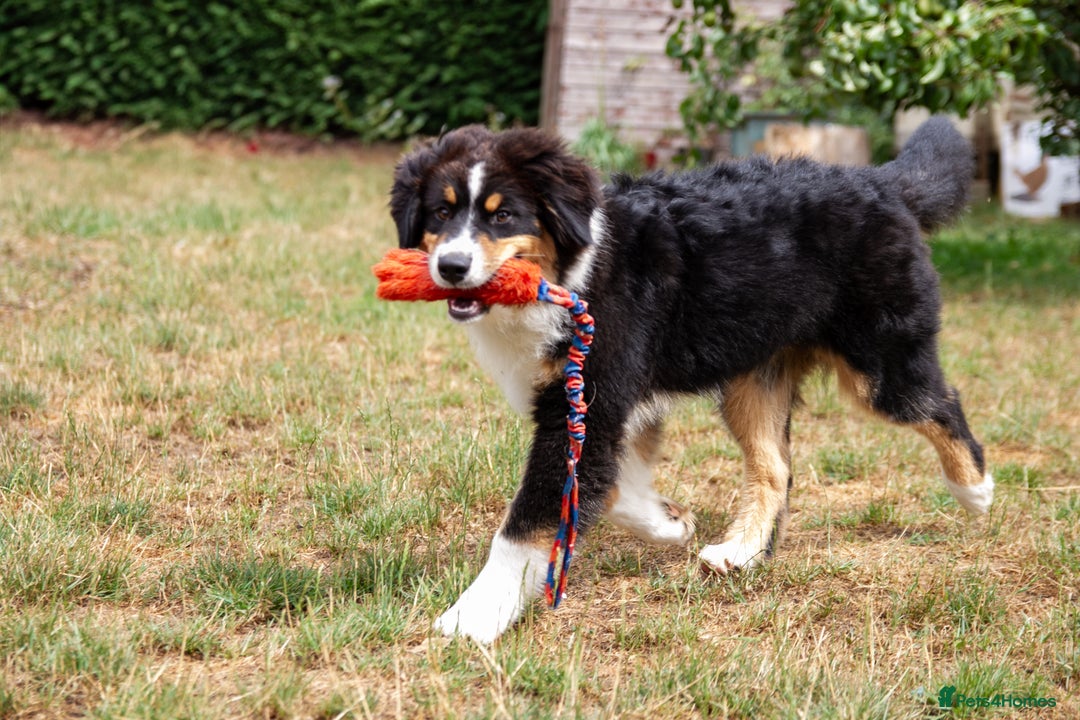 Australian Shepherd dogs for sale: Black Tri Aussie Boy in Abingdon - Image 5
