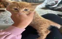 Mixed Breed cats for sale: READY TO GO 4 gorgeous kittens  - Image 15