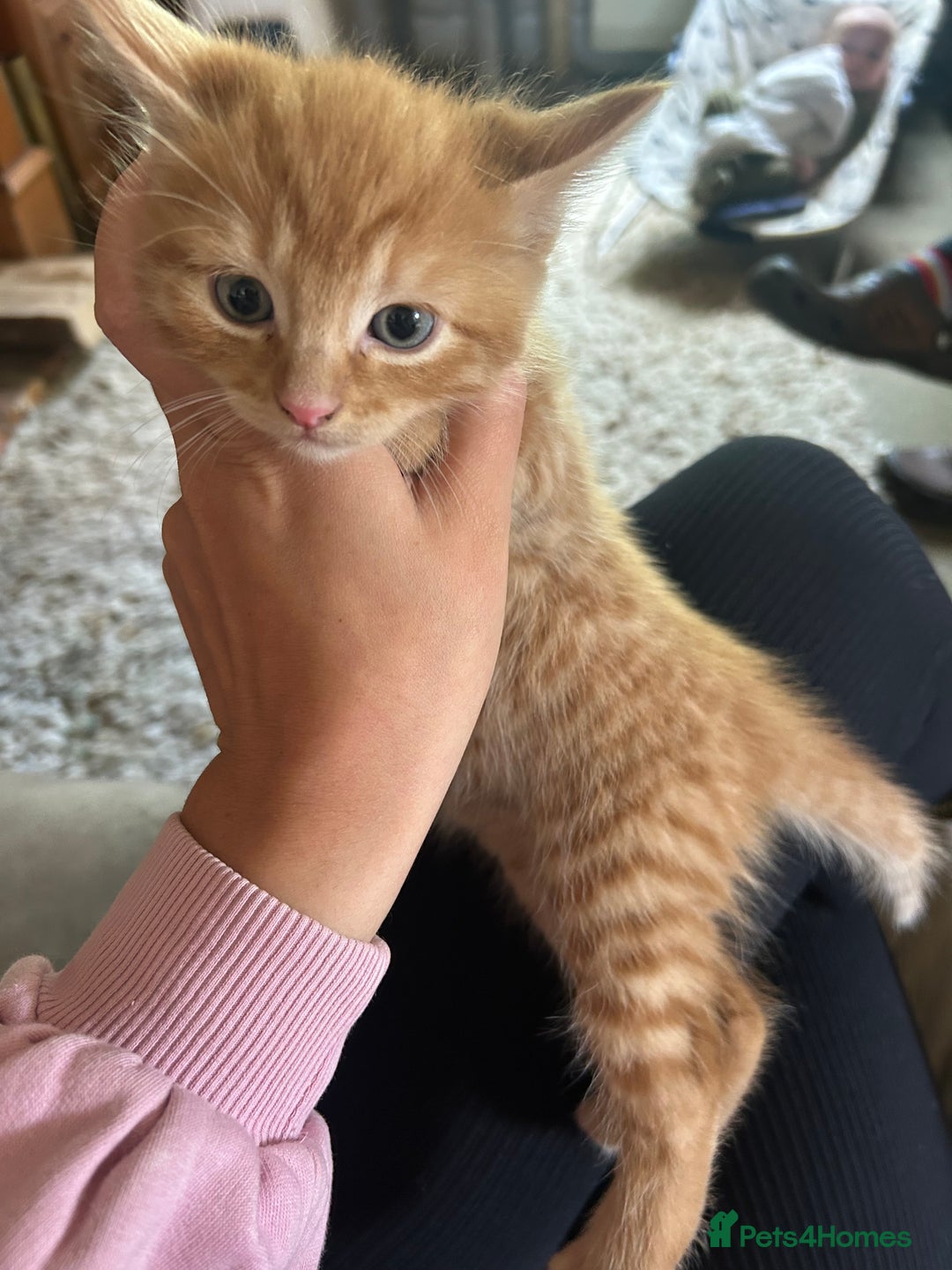 Mixed Breed cats for sale: READY TO GO 4 gorgeous kittens  - Image 15