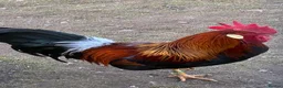 Chickens poultry for sale: Partridge Italian Cockerels for Sale in London - Advert 1
