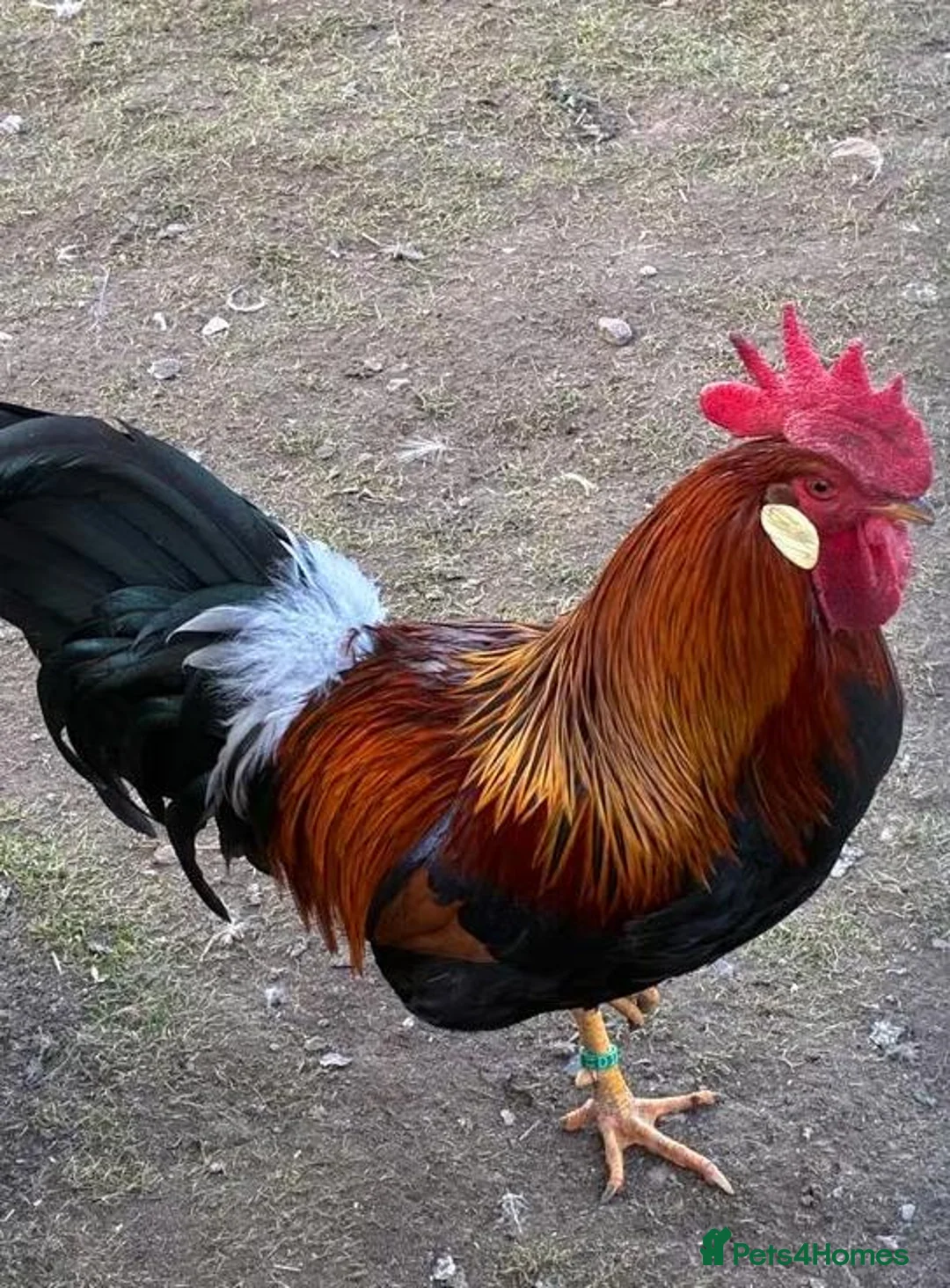 Chickens poultry for sale: Partridge Italian Cockerels for Sale in London - Advert 1