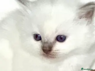 Ragdoll cats Waiting list now open !!!!! - Advert 14