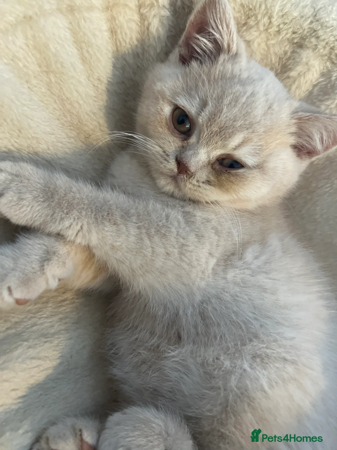 British Shorthair cats for sale: GCCF Registered Top-Quality British Shorthairs  - Advert 2