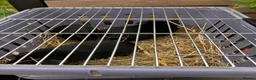 Guinea Pig rodents for sale: Pair baby pet Black Tan guinea pig boars / bonded  - Advert 5