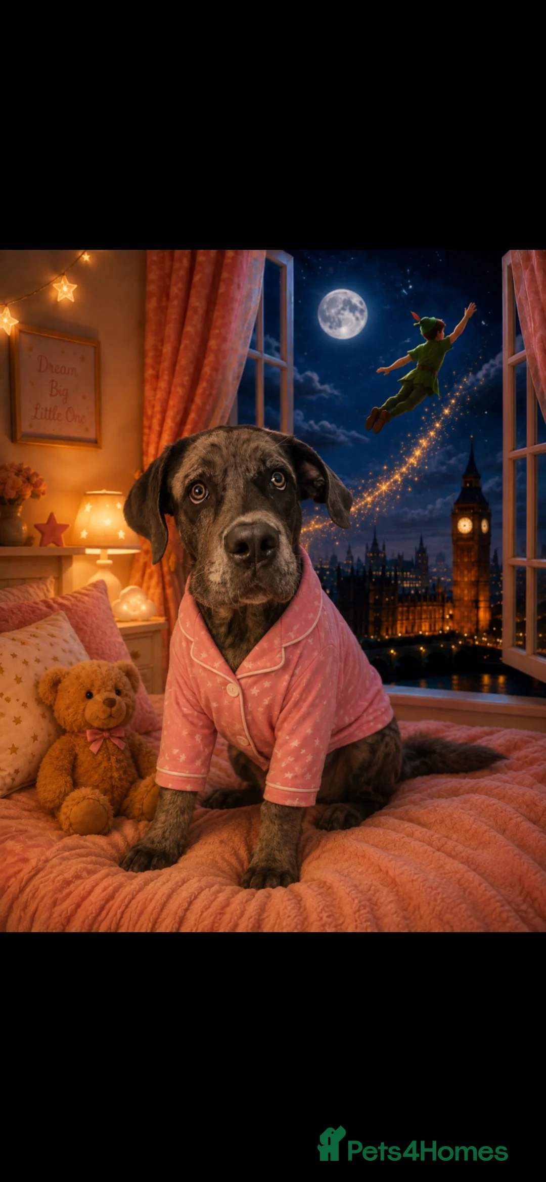 Cane Corso dogs for sale: Carma  - Advert 11