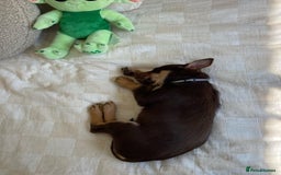 Australian Kelpie dogs for sale: Exceptional Male & Female Australian Kelpie - Image 4