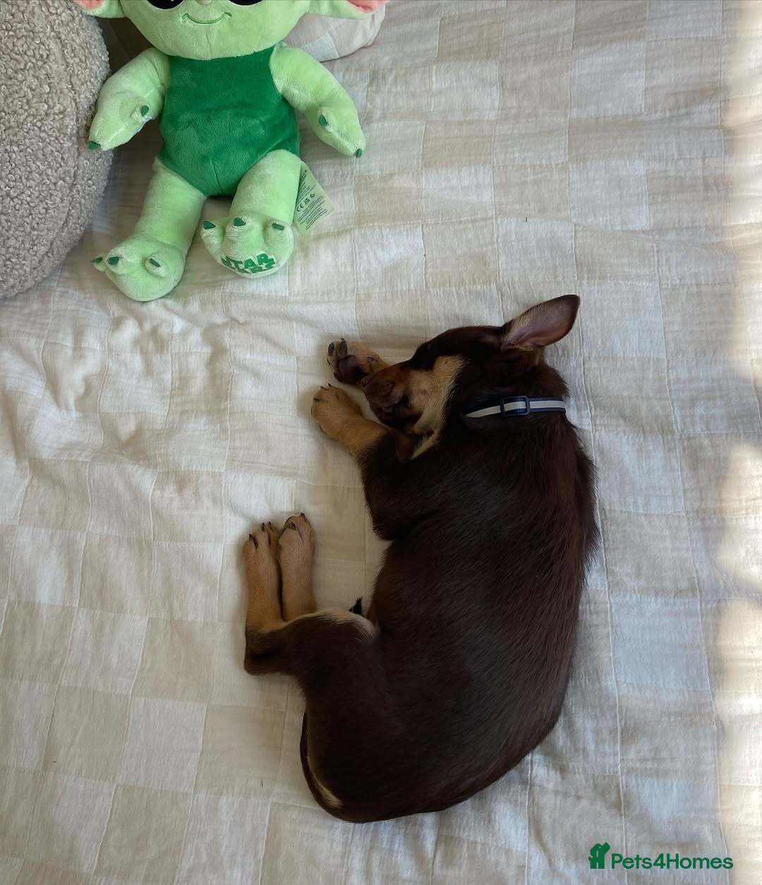 Australian Kelpie dogs for sale: Exceptional Male & Female Australian Kelpie - Image 4