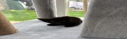 Mixed Breed cats for sale: Black tabby kittens ready to leave soon  - Advert 4