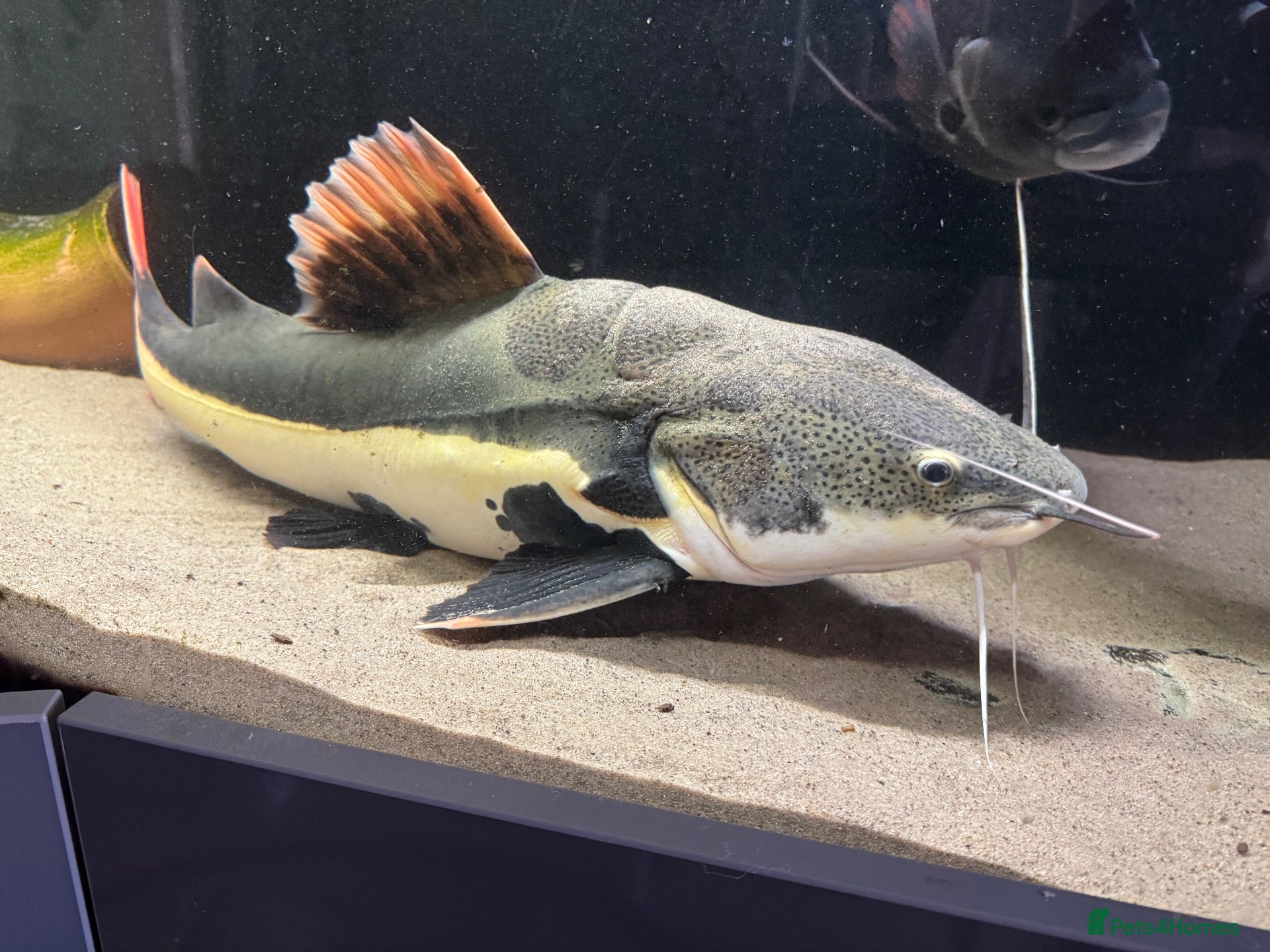 Catfish fish Red tail catfish  - Advert 1
