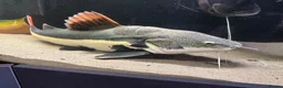 Catfish fish for sale: Red tail catfish  in Bridgwater - Advert 1