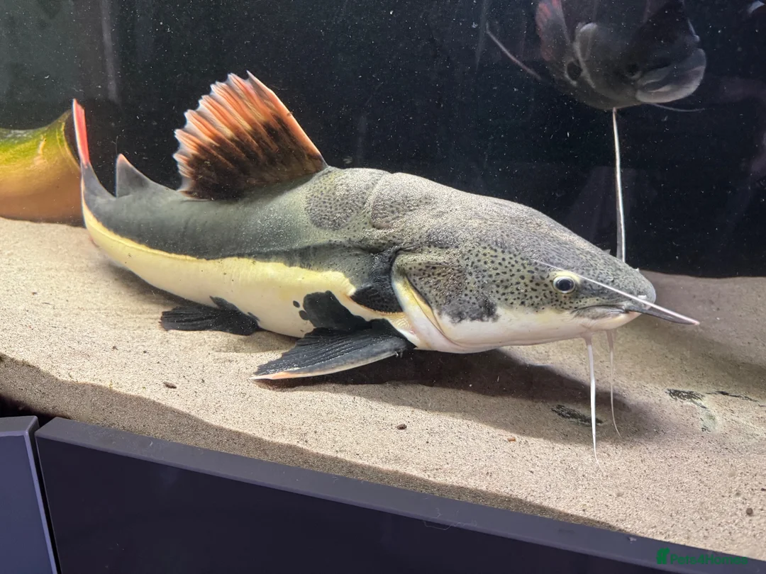 Catfish fish for sale: Red tail catfish  in Bridgwater - Advert 1