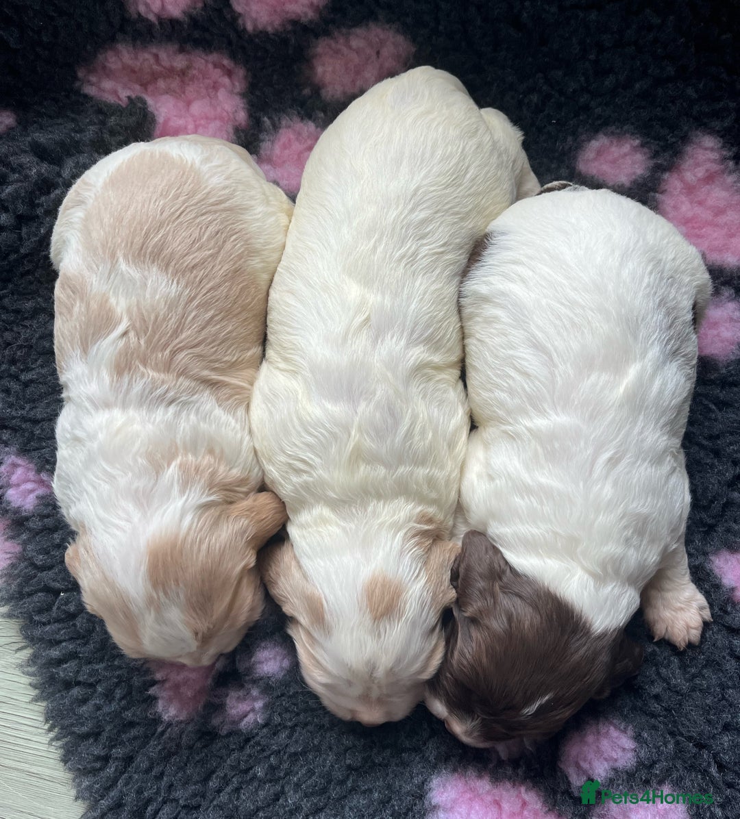 Cocker Spaniel dogs for sale: 3 Stunning Working Cocker Spaniel Boys 🐶  - Advert 9