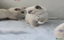 Ragdoll cats for sale: Active TICA princesses 👑❤️🩷💜 - Image 37