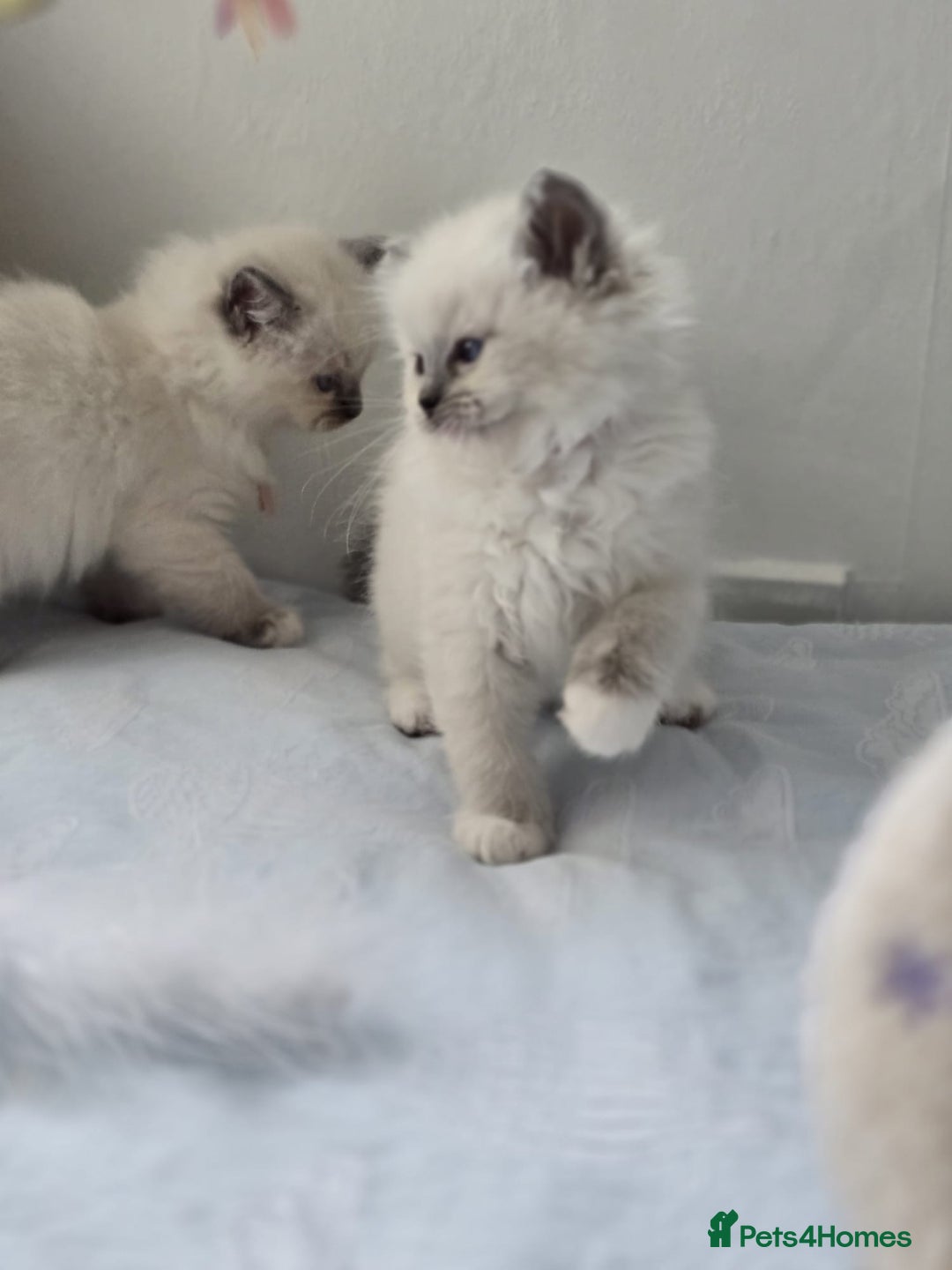 Ragdoll cats for sale: Active TICA princesses 👑❤️🩷💜 - Image 37