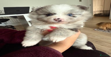 Pomeranian dogs - Advert 11