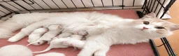 Ragdoll cats for sale: Ragdoll babies  - Advert 3