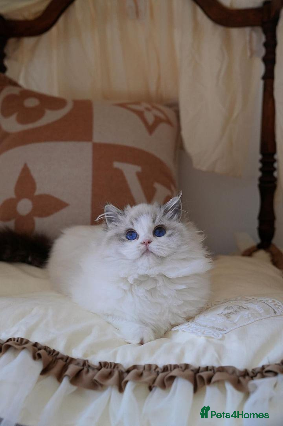 Ragdoll cats for sale: Exquisite High-End Quality Ragdolls Lynx / Bicolor - Advert 4