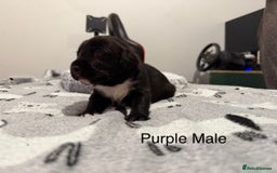 Mixed Breed dogs for sale: Beautiful Doberman X springer spaniel pups in Hawick - Image 15
