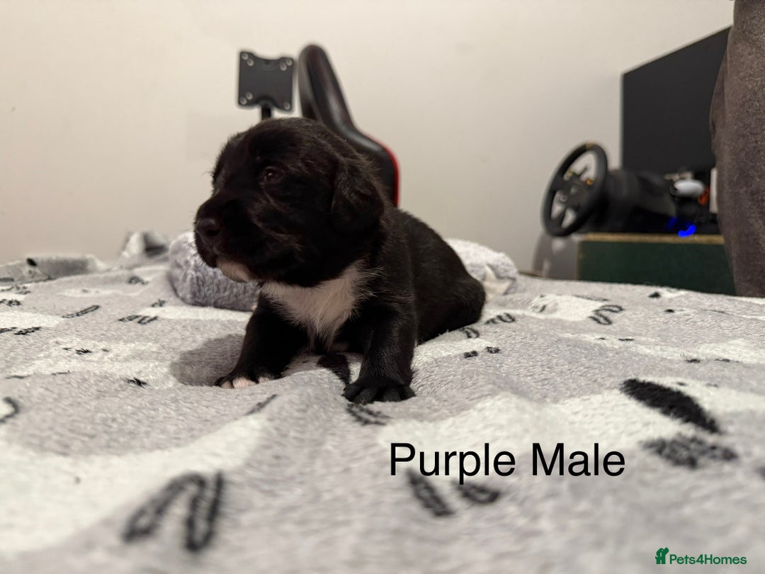 Mixed Breed dogs for sale: Beautiful Doberman X springer spaniel pups in Hawick - Image 15